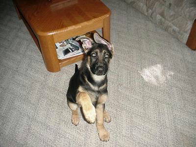 {short description of image}