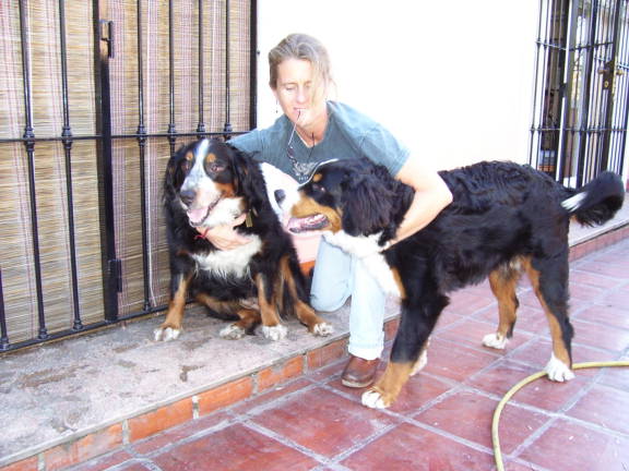 Berners Tina and Toto