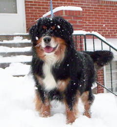 Wolfgang in the Snow