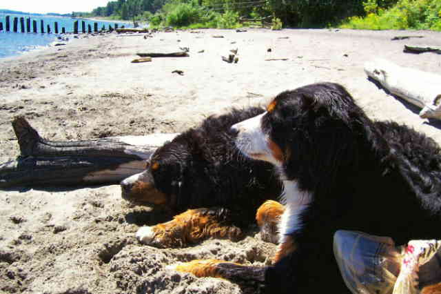 {short description of image}