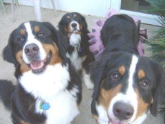 Jamaica, Cindy and Willow