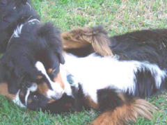 {short description of image}