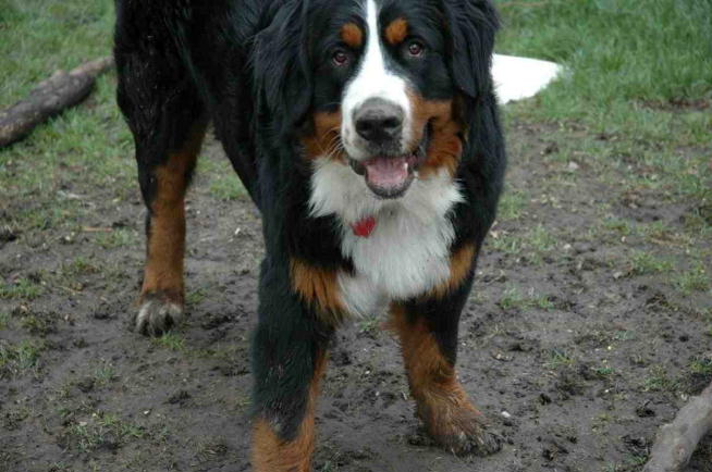 Monty the Dirt Devil