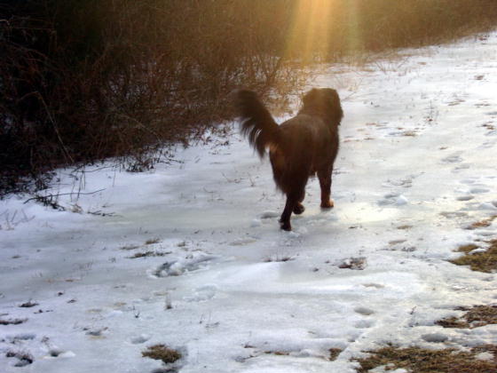 {short description of image}