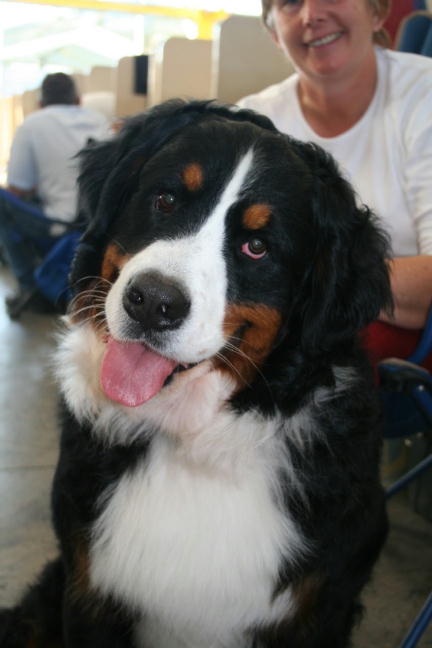 Berner Special Spike