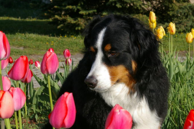 {short description of image}