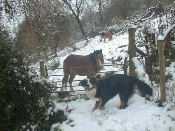 {short description of image}