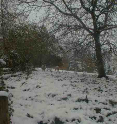 {short description of image}