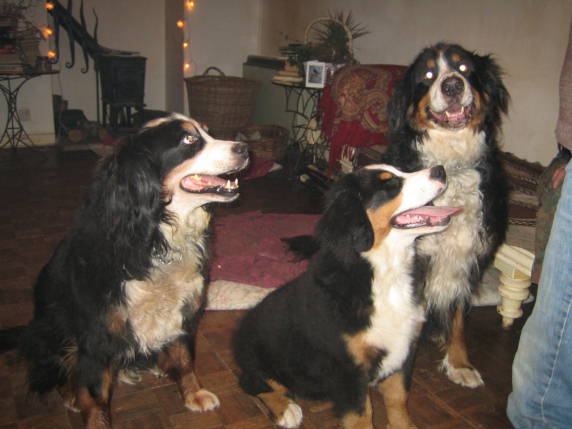 Bernese Christmas
