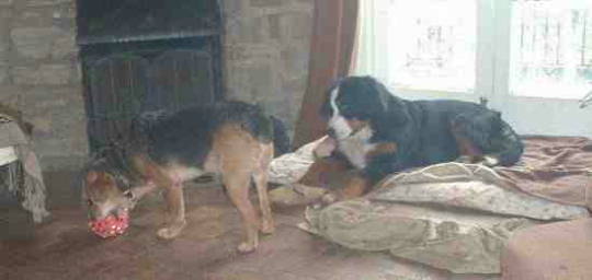 {short description of image}