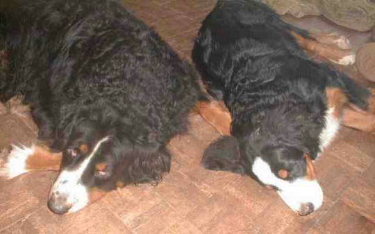 {short description of image}