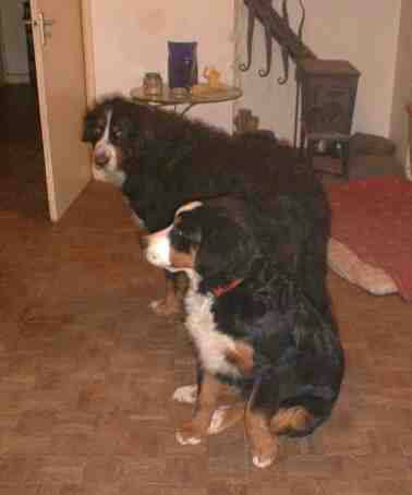 {short description of image}