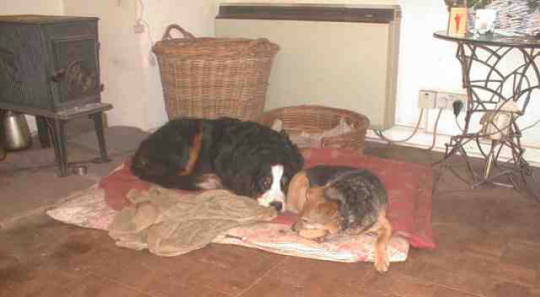 {short description of image}