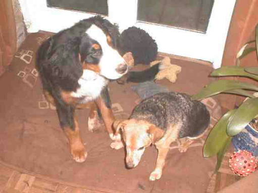 {short description of image}