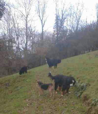 {short description of image}