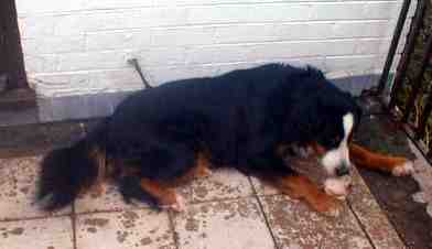 {short description of image}