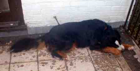 {short description of image}