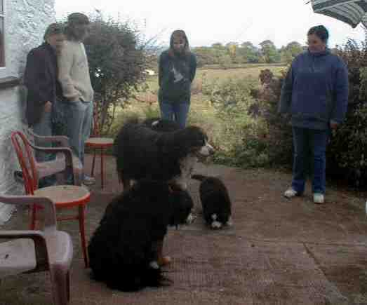 {short description of image}