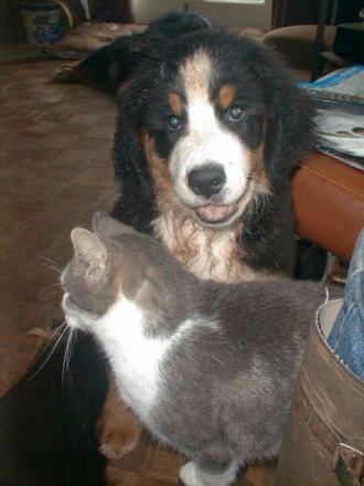 {short description of image}