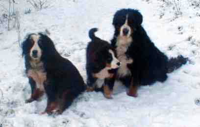 {short description of image}