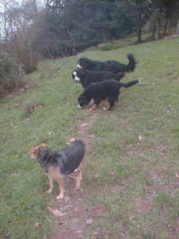 Barney, Pixie, Sunny and Spike