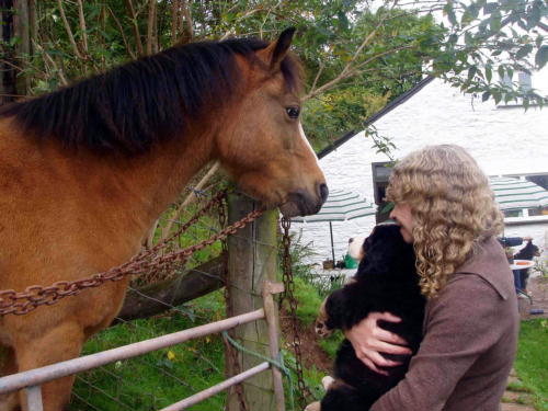 {short description of image}