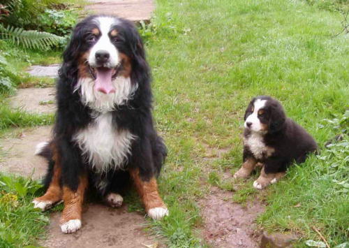 {short description of image}