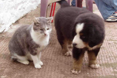 {short description of image}