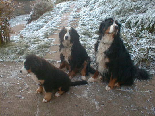 Cold and frosty morning