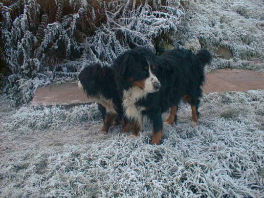 {short description of image}