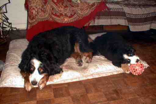 BMDs Sunnie and Pixie