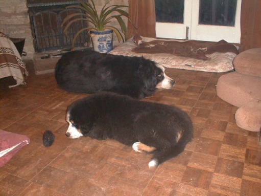 BMDs Sunnie and Pixie