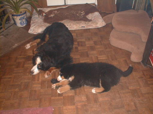 Bernese  Sunny and Pixie