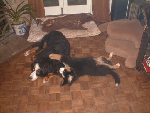 Bernese Sunny and Pixie