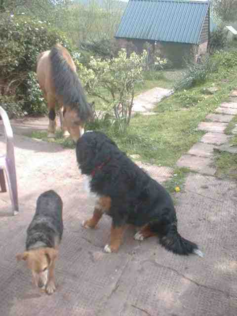 Pixie meets the ponies