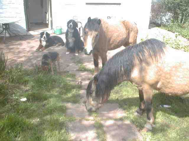Bernese, Spike and ponies
