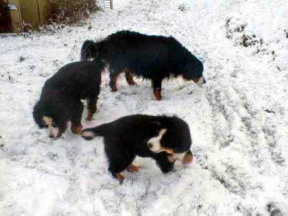 Bernese in the Snow