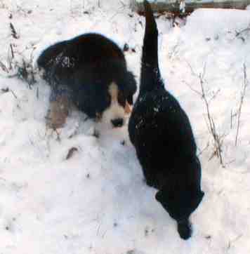 {short description of image}