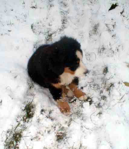 {short description of image}