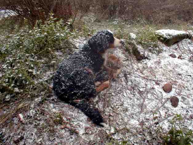 {short description of image}