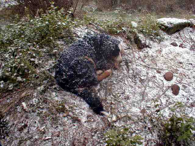 {short description of image}