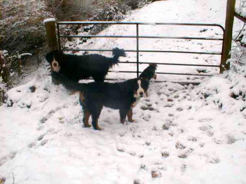 Walk on the White Side