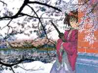 Kenshin and cherry blossoms