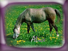 lolz this is ALICE!!!