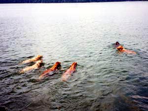 The pack swimming