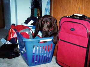 Soji gnaws are her first Big Mean Kitty