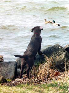 Soji watches the ducks