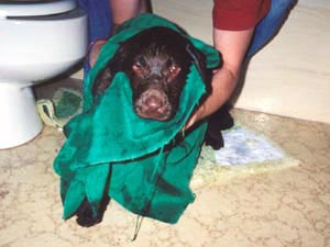 Awwwwwe, Soji's first bath