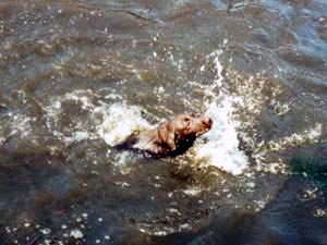 Soji learning to swim