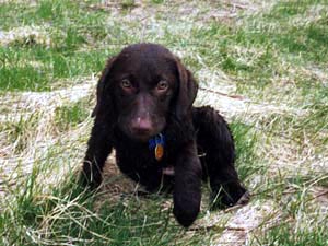 Soji gets to know puppy food
